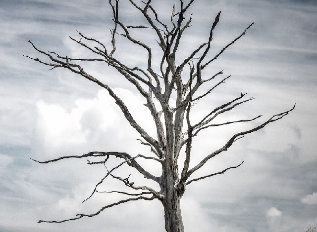A dead tree on a hillside appears like a grey silhouette against the sky, showing its branches spreading out from the trunk