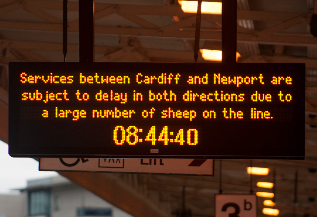 A customer information board at a railway station. It reads "Services between Cardiff and Newport are subject to delay in both directions due to a large number of sheep on the line."